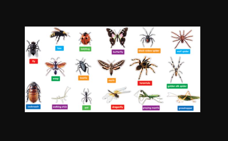 INSECTS AND SPIDERS