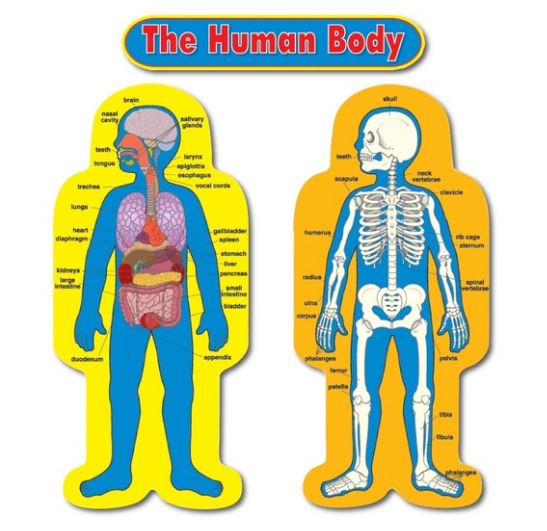 CHILD-SIZE HUMAN BODY