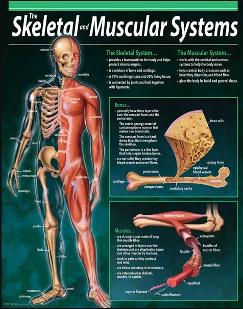 SKELETAL & MUSCULAR