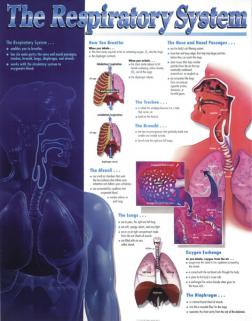 THE RESPIRATORY SYSTEM