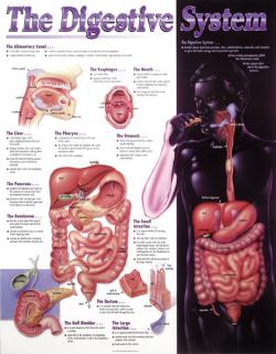 THE DIGESTIVE SYSTEM