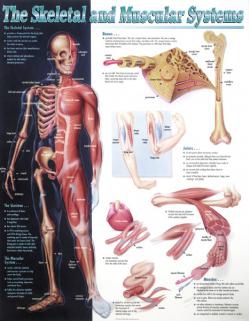 SKELETAL/MUSCULAR SYSTEMS